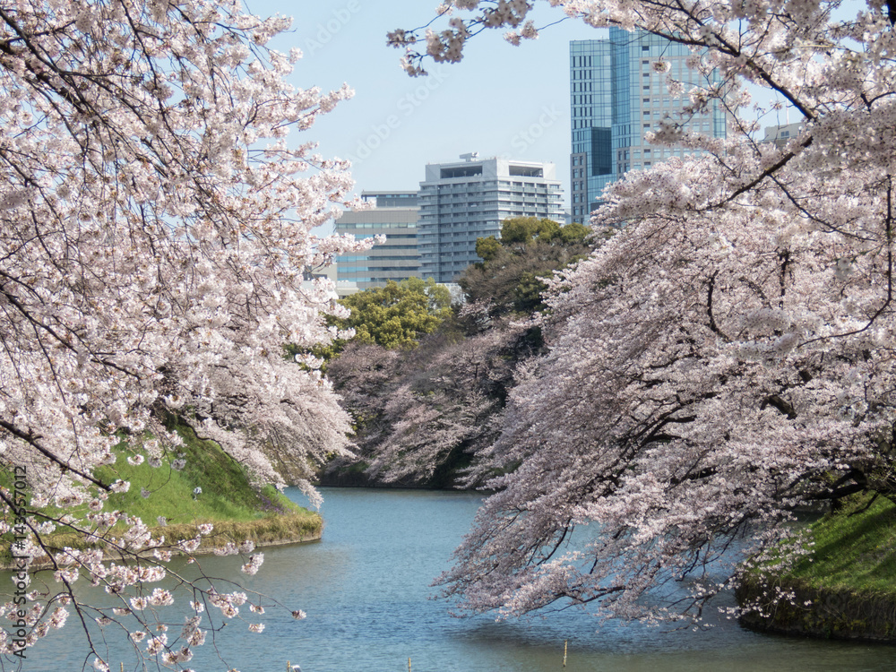 Fototapeta premium 桜の名所「千鳥ヶ淵」