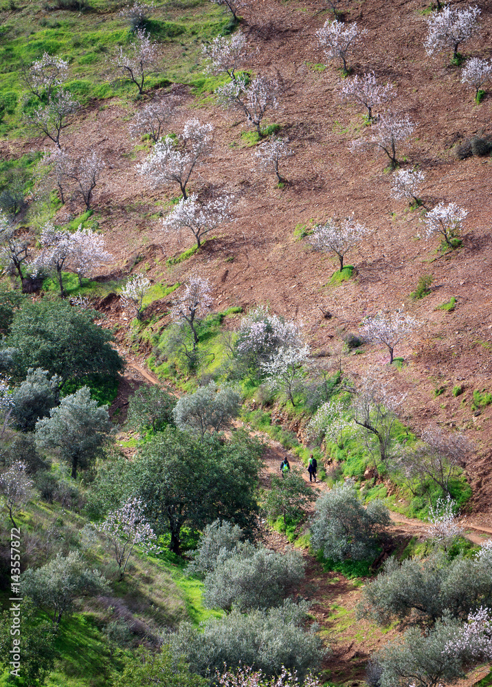 Couple walking among almond trees in blossom in hills