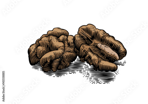 Two halves of walnut