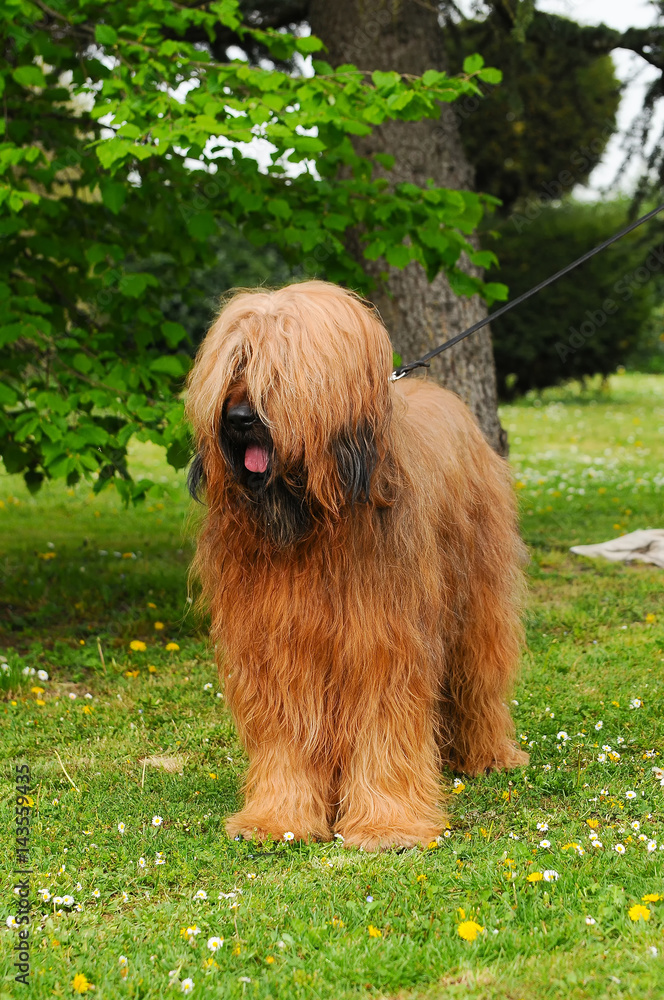 Fototapeta premium Briard dog portrait