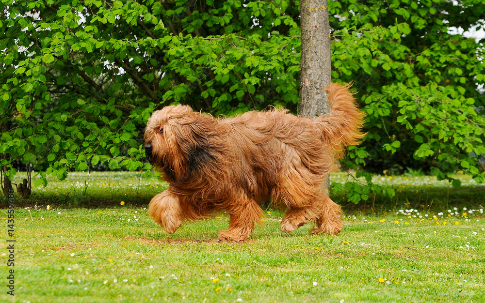 Fototapeta premium Briard dog portrait