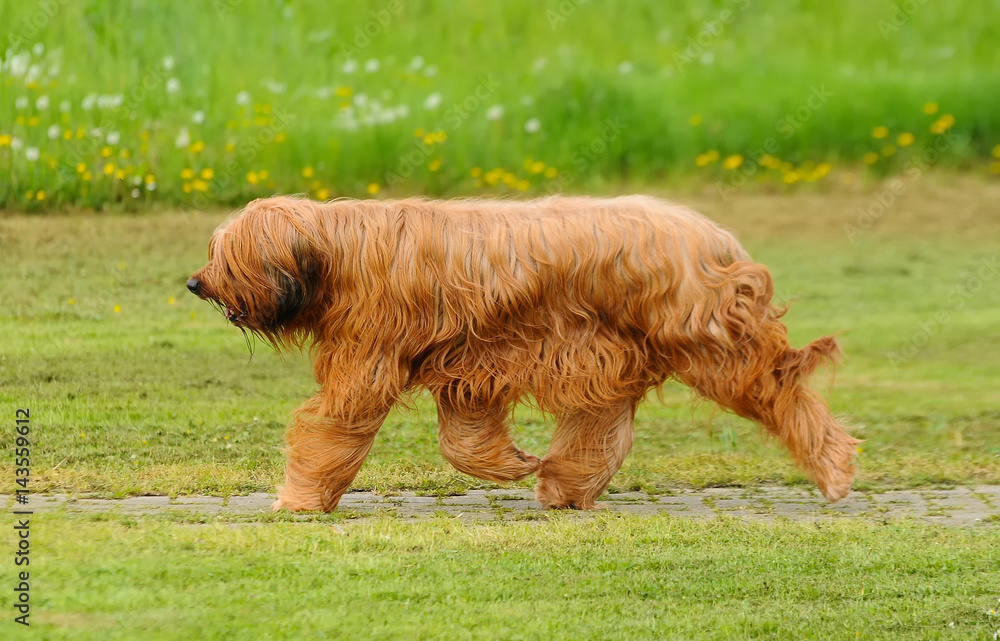 Fototapeta premium Briard dog portrait