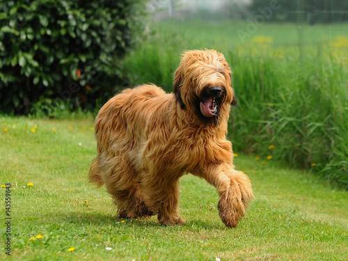 Obraz na plátně Briard dog portrait