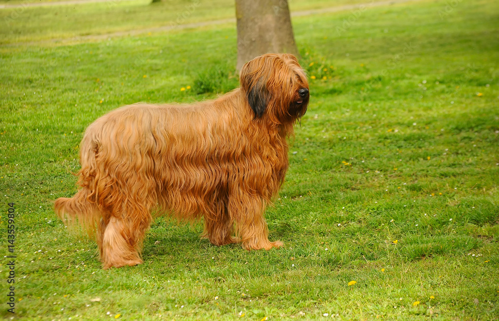 Fototapeta premium Briard dog portrait