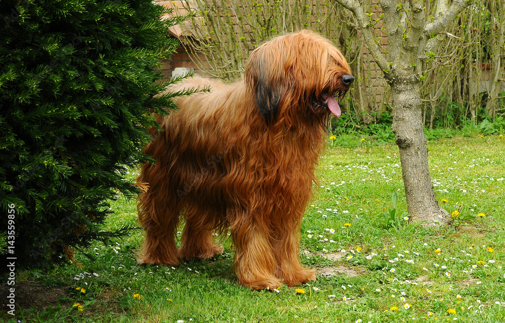 Fototapeta premium Briard dog portrait