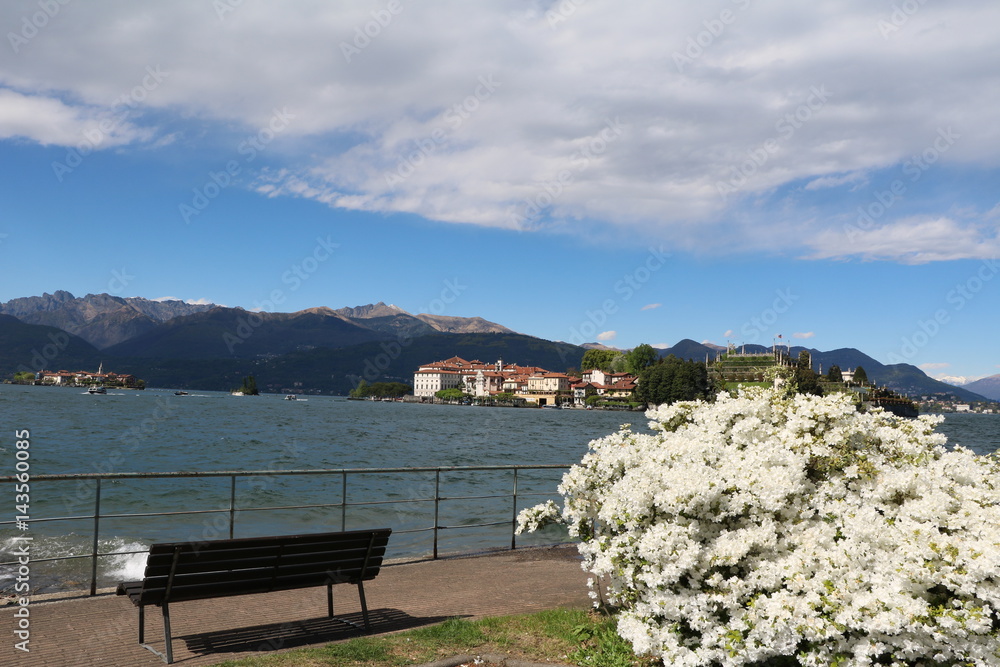 White azaleas blooming on the shores of Carciano Sresa, Lake Maggiore Italy