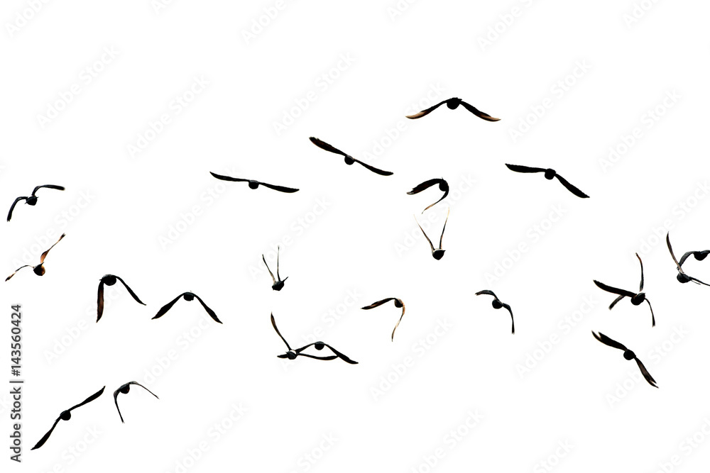 Fototapeta premium Free. Flight of birds in the wild. Silhouette. Freedom 