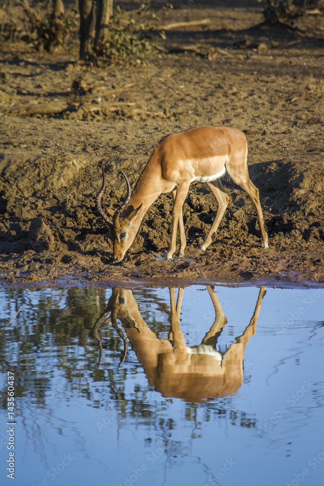 Common Impala in Kruger National park, South Africa Common Impala in Kruger National park, South Africa