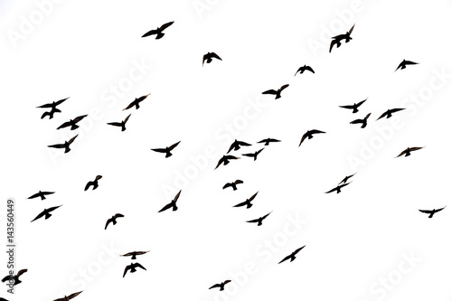 Free. Flight of birds in the wild. Silhouette.  Freedom   © habilis123