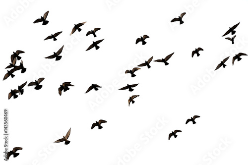 Free. Flight of birds in the wild. Silhouette.  Freedom  