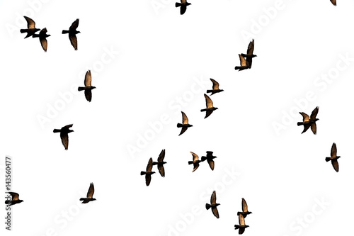 Free. Flight of birds in the wild. Silhouette. Freedom © habilis123