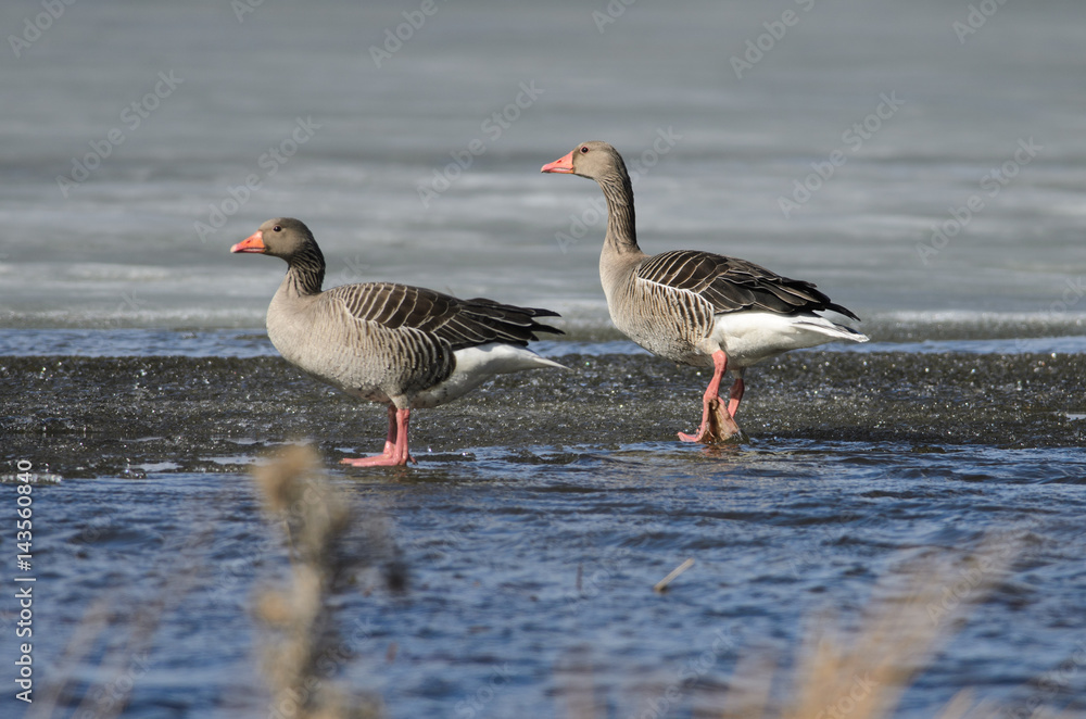 Greylag Geese at Lake Hornborga, Sweden