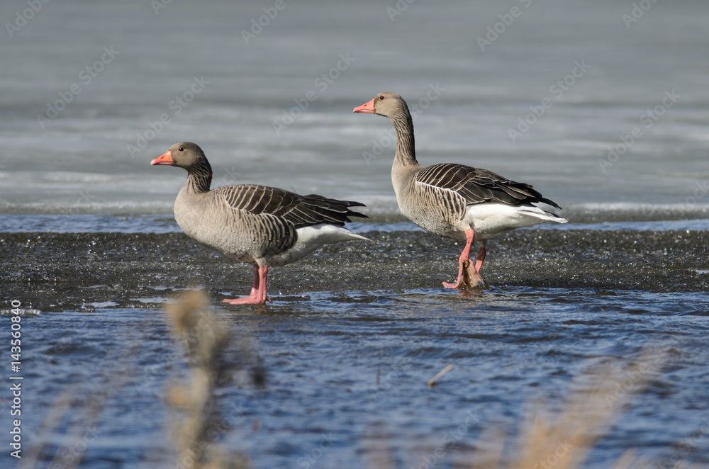 Greylag Geese at Lake Hornborga, Sweden Greylag Geese at Lake Hornborga, Sweden