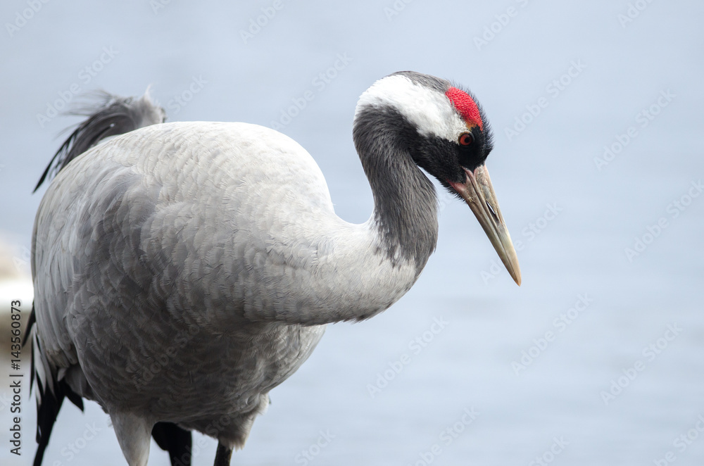 Fototapeta premium Common Cranes at Lake Hornborga, Sweden