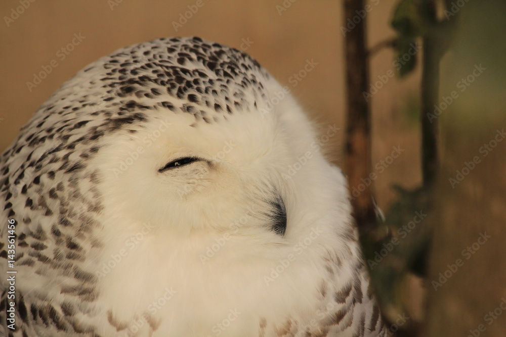 Obraz premium Snowy owl smiling right side closed up-eyes slightly open