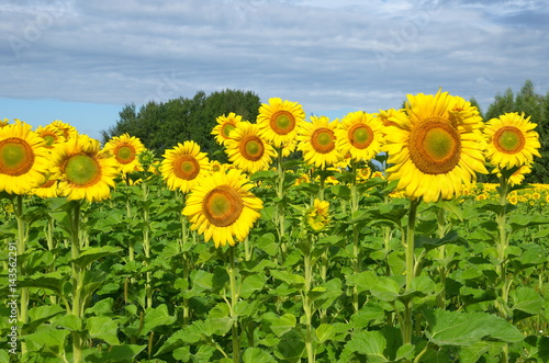 Blooming sunflowers on a Sunny summer day