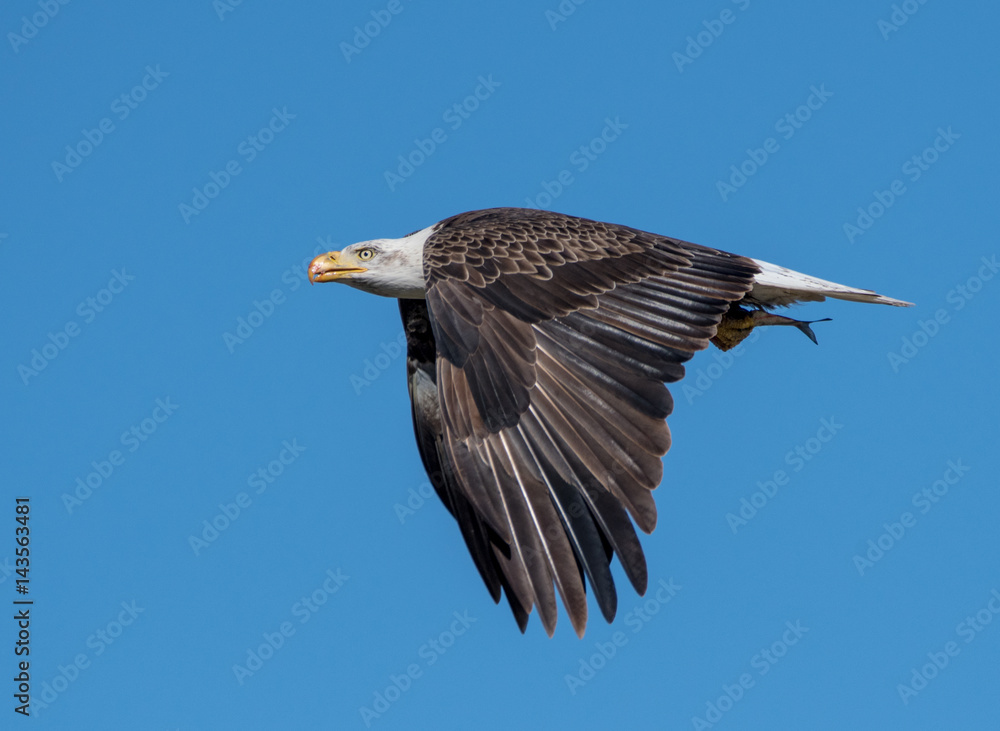Bald Eagle In Flight With a Fish Bald Eagle In Flight With a Fish