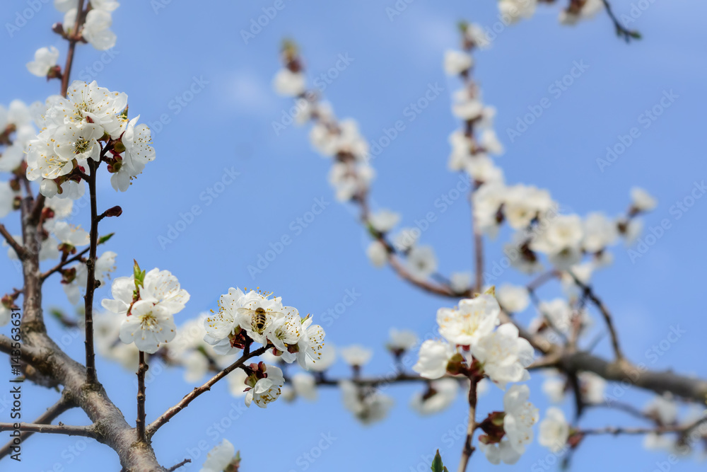 Bee collecting honey on a flowering tree in spring.Blue sky. Apiculture. Bee collecting honey on a flowering tree in spring.Blue sky. Apiculture.