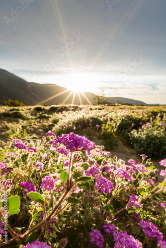 Sand verbena in the Colorado desert with the sun rising over the mountains. photo