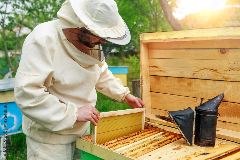 The beekeeper places the hive a new framework for honey. Honeycomb. The beekeeper places the hive a new framework for honey. Honeycomb.