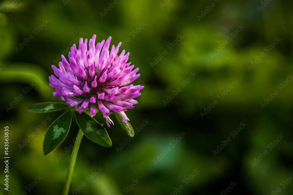 Flower Flower