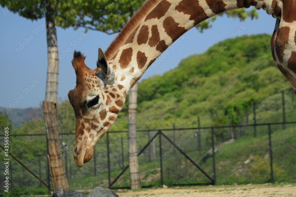 Obraz premium キリン