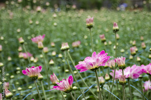 Flowers in the garden, background blurry © ketchana