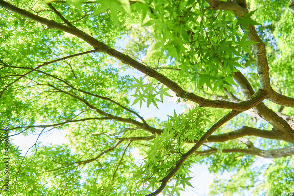 新緑の中の森林浴