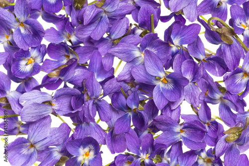 Fototapeta Naklejka Na Ścianę i Meble -  violets flowers