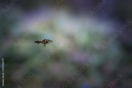 Hoverfly © Marc Andreu