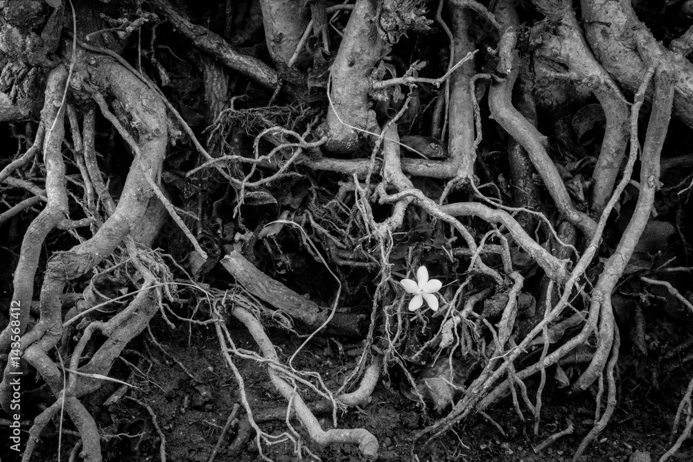 Single flower. B&W. Single flower. B&W.