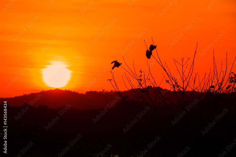 silhouette tree and  sunset beautiful colorful landscape in sky twilight time