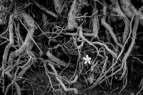 Single flower. B&W.