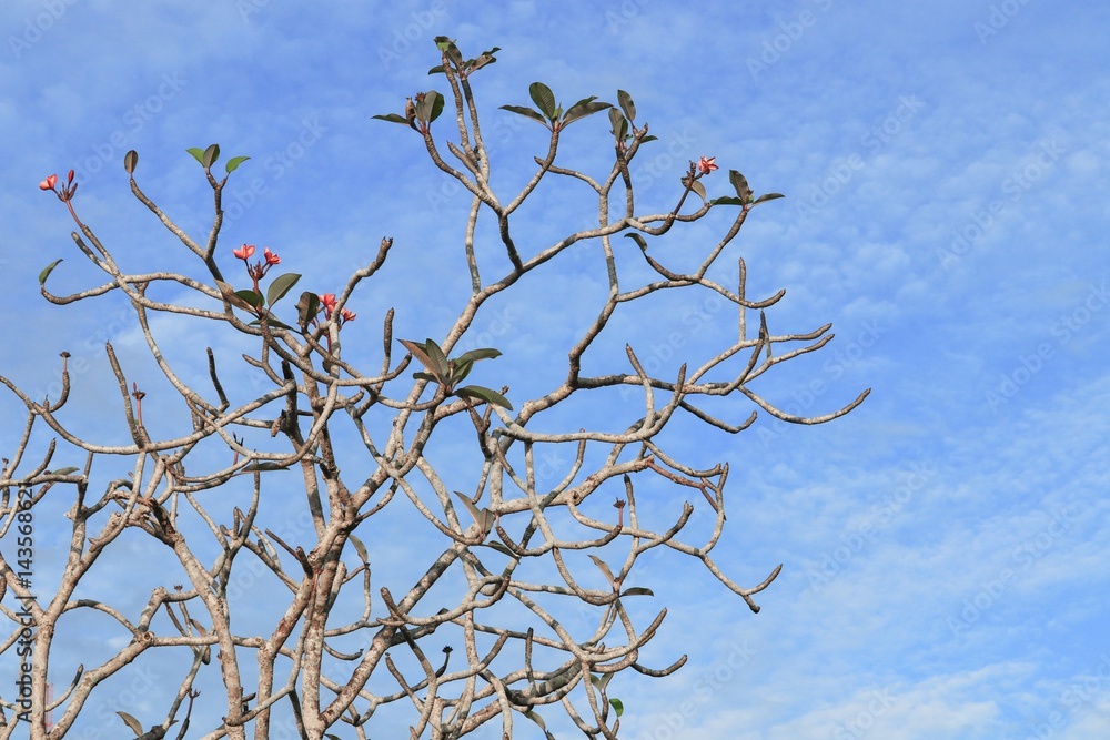 branch of plumeria flower tree beautiful in the forest on sky background branch of plumeria flower tree beautiful in the forest on sky background