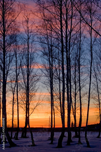 Birches on sunset