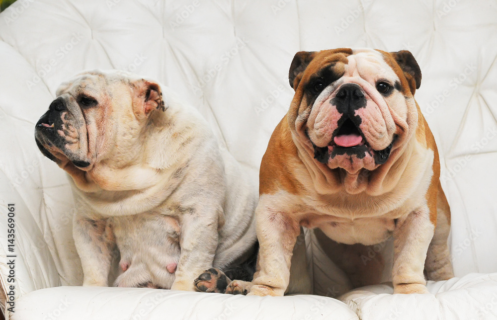 Portrait of English bulldog Portrait of English bulldog