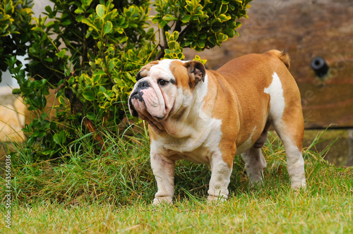 Portrait of English bulldog © Ricant Images