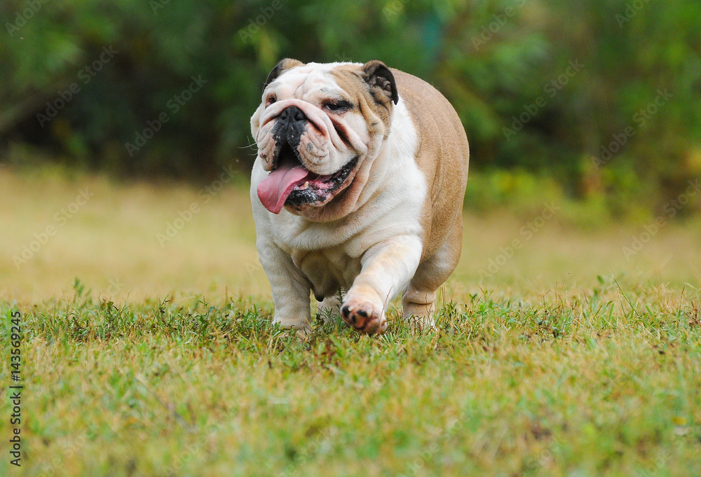 Portrait of English bulldog