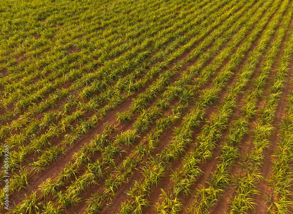 Aerial sugarcane field in Thailand
