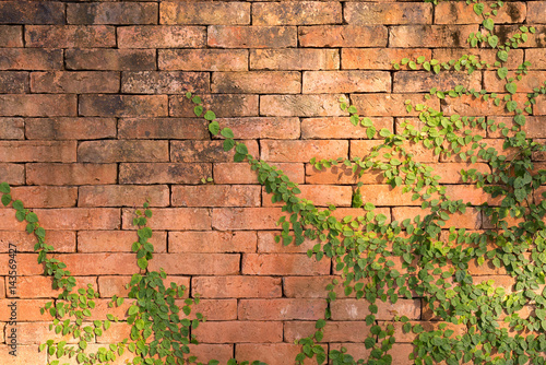 Leaf wall old brick