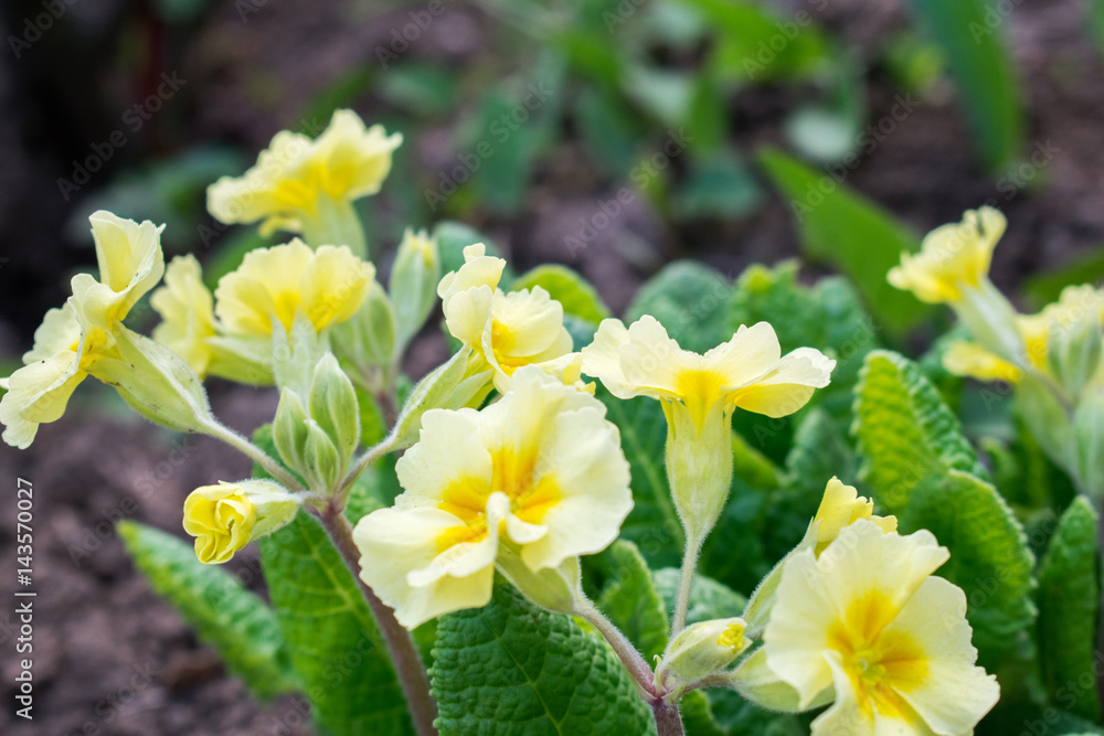 Yellow flowers Primroses (Primula Vulgaris) Yellow flowers Primroses (Primula Vulgaris)