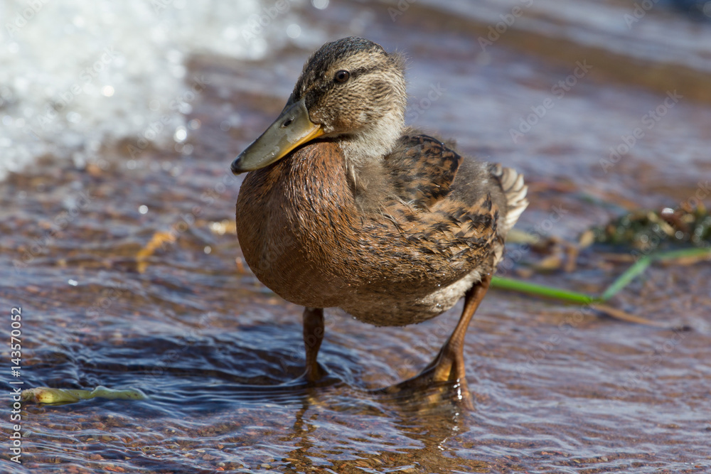 Fototapeta premium duck