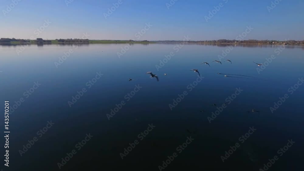 4K Aerial Geese Fly Low Over Water Part 6 Camera flying close behind a flock of geese low over the water. The water is calm, the sun is shining from a cloudless sky 4K Aerial Geese Fly Low Over Water Part 6 Camera flying close behind a flock of geese low over the water. The water is calm, the sun is shining from a cloudless sky