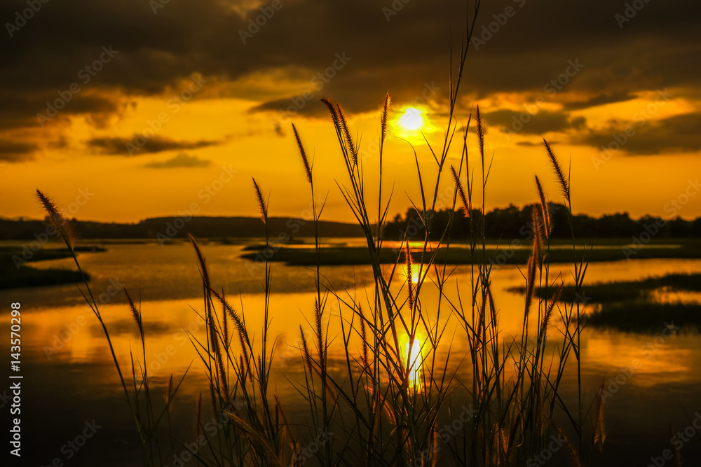 Grass flower beside swamp during sunset Grass flower beside swamp during sunset