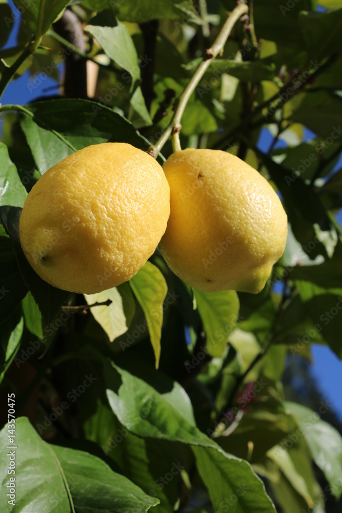 Lemons ripen on the tree