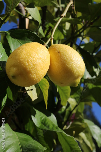 Lemons ripen on the tree photo