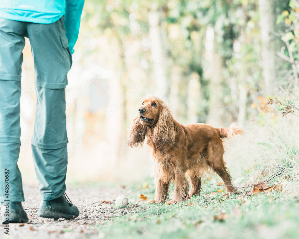 Cocker spaniel and owner with tennis-ball on rural path. Cocker spaniel and owner with tennis-ball on rural path.