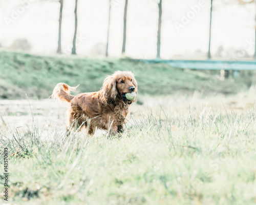 Playful cocker spaniel with tennis-ball in mouth standing in meadow.