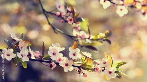 Spring flowers. Beautifully blossoming tree branch. Japanese Cherry - Sakura and sun with a natural colored background.