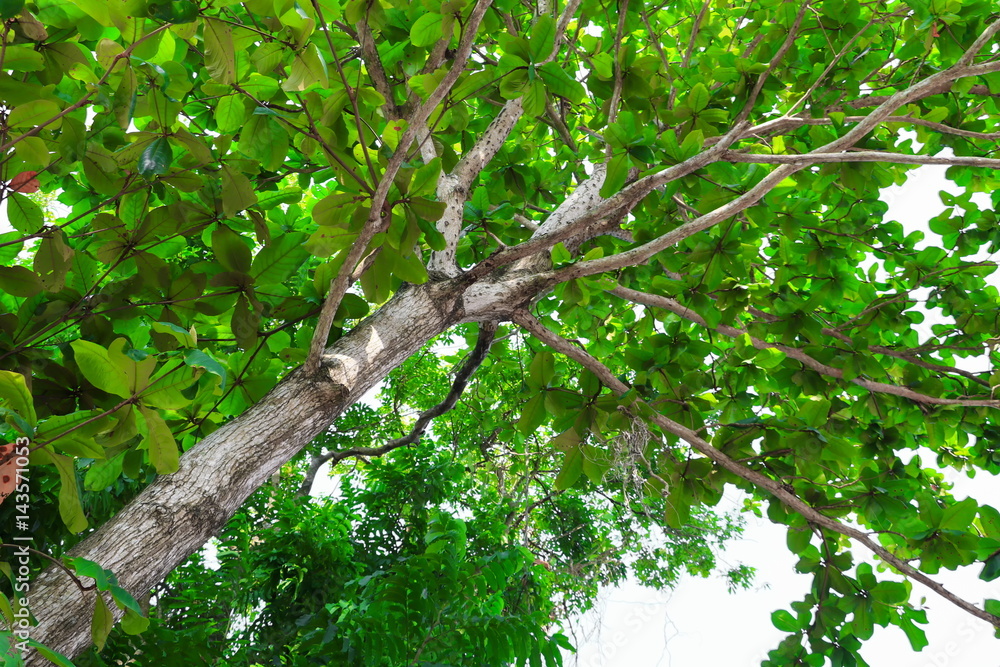 branch and leaf of tree beautiful in the forest on white background, bottom view